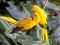 عکس طوطی زرد رنگ زیبا