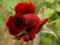 عکس گل رز زیبا