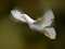 عکس کبوتر سفید در حال پرواز