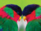 عکس دو مرغ عشق رنگارنگ زیبا