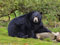 عکس خرس بزرگ سیاه در جنگل
