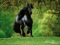 عکس اسب سیاه زیبا