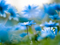عکس گلهای آبی فیروزه ای