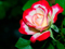 گل رز دورنگ قرمز و سفید