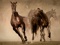 عکس زیبای اسب ها در حال دویدن