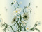 عکس انتزاعی گل های بابونه