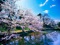 شکوفه های درختان بهاری