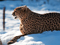 عکس چیتا در برف زمستانی