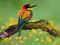والپیپر و عکس زیبای پرنده رنگارنگ