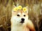 عکس سگ خوشگل با تاج گل
