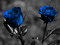عکس شاخه گل های رز آبی رنگ