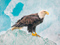 عکس پرنده عقاب درنده روی کوه یخ