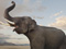 ابراز احساسات فیل بزرگ آسیایی