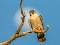عکس زیبای پرنده شاهین