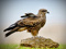 عکس زیبا پرنده شاهین روی سنگ