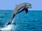 عکس پرش دلفین روی آب دریا