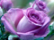 زیباترین عکس از گلهای رز ارغوانی