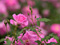 عکس شاخه گلهای رز صورتی