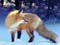 عکس روباه زرد در طبیعت برفی