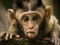 زبان درازی بچه میمون