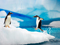 پنگوئن جنتو قطب جنوب