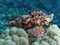 عکس حلزون دریایی