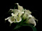 دسته گل شیپوری سفید زیبا