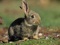 عکس خرگوش خاکستری