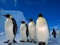 پوستر زیبا از خانواده پنگوئن ها