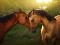 عکس رمانتیک اسب ها