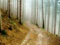 جاده خاکی در جنگل