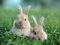 خرگوش های خاکستری