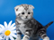والپیپر بچه گربه و گل سفید