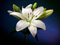 زیباترین عکس های گل لیلیوم
