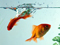 والپیپر ماهی قرمز در آکواریوم