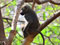 عکس میمون روی شاخه درخت