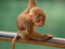 عکس بچه میمون شیطون بانمک