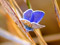 عکس پروانه آبی فیروزه
