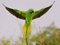 پرواز طوطی سبز