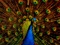 زیباترین پرندگان طاووس