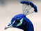 عکس کاکل طاووس آبی