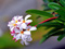 عکس گل زیبای پلومریا