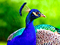 پوستر طاووس زیبا