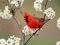 عکس پرنده قرمز زیبا