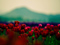 عکس دشت پر از گلهای لاله قرمز