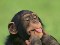 شامپانزه بانمک