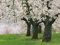 شکوفه های درخت بهاری سفید