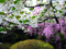 درختان پر از شکوفه بهاری