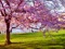 عکس زیبای شکوفه درخت بهاری