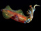 عکس ماهی مرکب